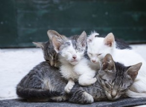 タキシード、トラ猫、三毛猫：これらの飼い猫を区別する方法 