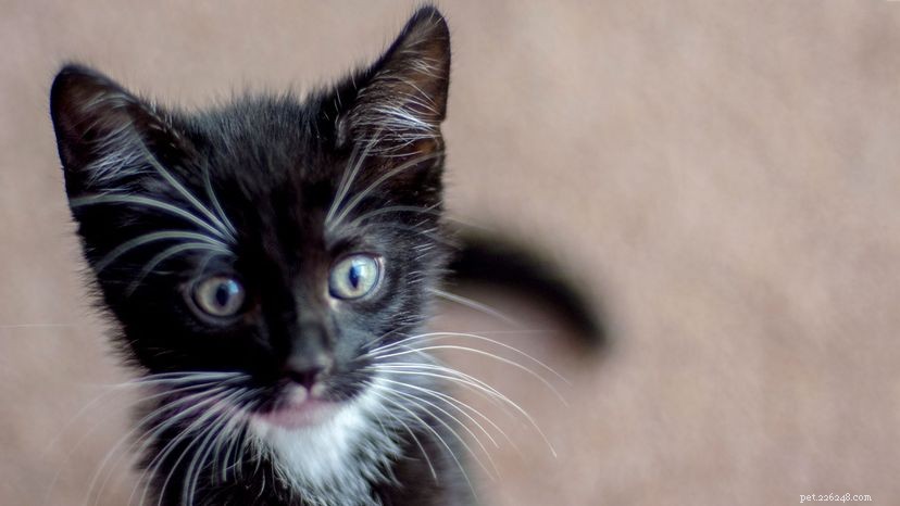 Smoking, tabby e tortini:come distinguere questi gatti domestici
