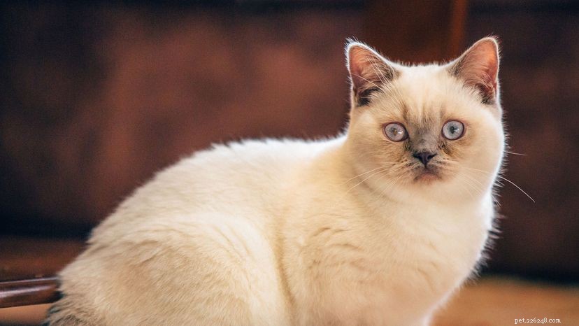 Smoking, tabby e tortini:come distinguere questi gatti domestici