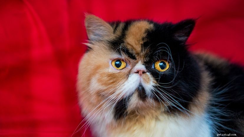Tuxedos, Tabbies et Torties :comment différencier ces chats domestiques 