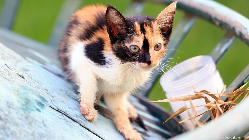En Calico Cat bär en päls i många färger