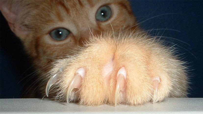 Cat Declawing:The Painful Truth