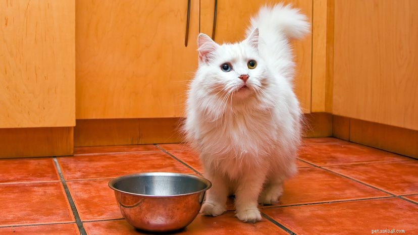 Stai dando da mangiare ai tuoi gatti in modo sbagliato