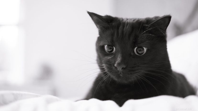 Nikola Teslas Cat and Other Feline Fascinations
