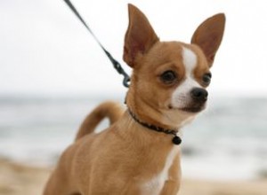 Co jsou ty mikročipy, které lidé vkládají do svých psů?