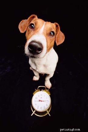 개는 시간을 어떻게 인식합니까?