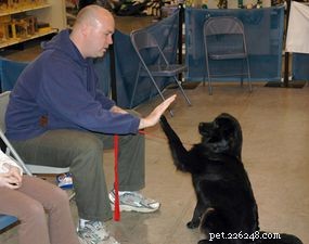 Come funziona l addestramento dei cani
