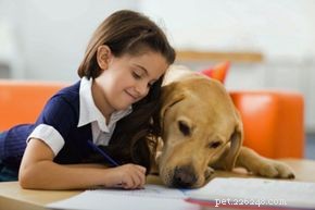 개를 키우는 것은 아이들에게 너무 힘든 일입니까?