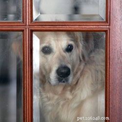 Měli by být psi drženi výhradně uvnitř?