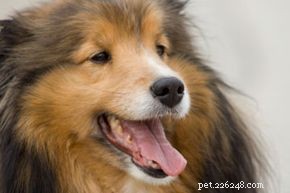 Comment choisir la meilleure race de chien pour votre famille