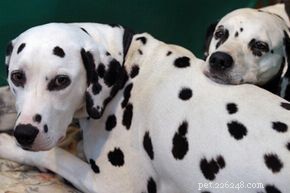 Jsou dalmatini dobří rodinní psi?