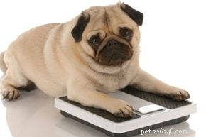 Huismiddeltjes voor honden met overgewicht
