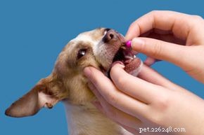 Come allattare un cane malato