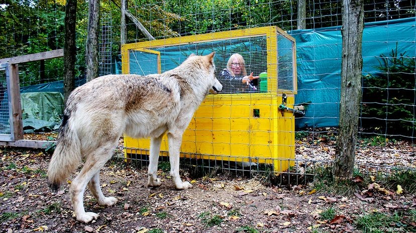 Os lobos são provavelmente mais espertos que nossos cães