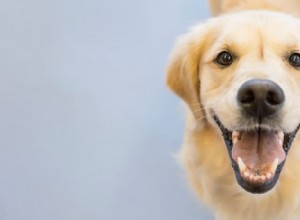 Como Fido se tornou o nome padrão de um cachorro?