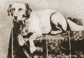 Hur blev Fido standardnamnet för en hund?