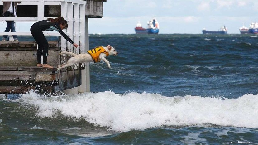 Fantastiska vattenhundar till räddning!