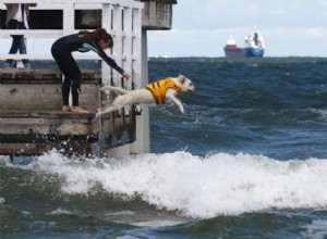 Fantastiska vattenhundar till räddning!