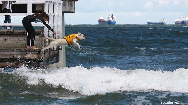 Cães de água incríveis ao resgate!
