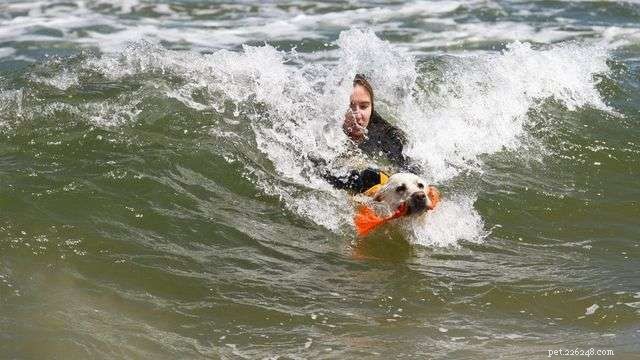 Úžasní vodní psi na záchranu!