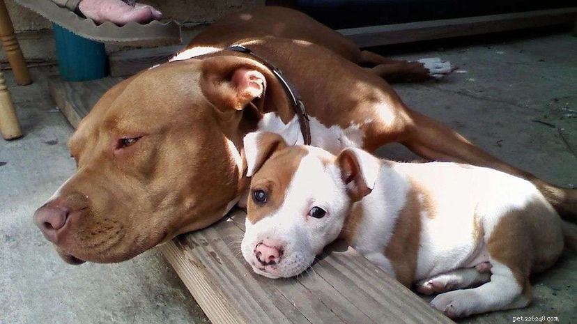 Aanhoudend stigma van Pit Bull-label belemmert adoptie van honden
