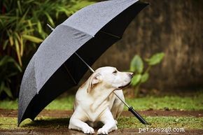 개는 폭풍을 감지할 수 있습니까?