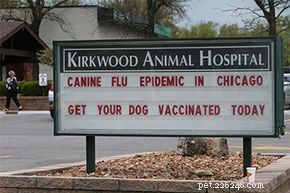 Como funciona a gripe canina