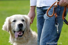 Kan een draagbaar apparaat u helpen uw hond te trainen?