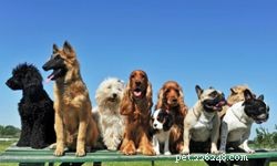 新しい家族の犬を選ぶための10のヒント 