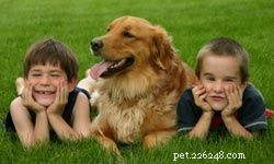 Top 5 jachthonden voor gezinnen
