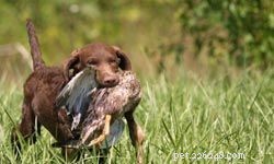 5 melhores cães de caça para famílias