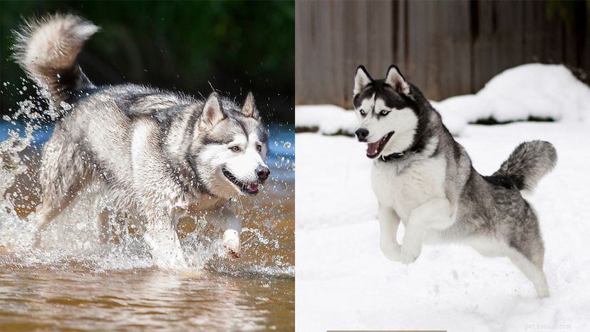 Jaký je rozdíl mezi aljašským malamutem a huskym?