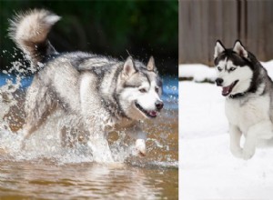 Qual ​​é a diferença entre um Malamute do Alasca e um Husky?