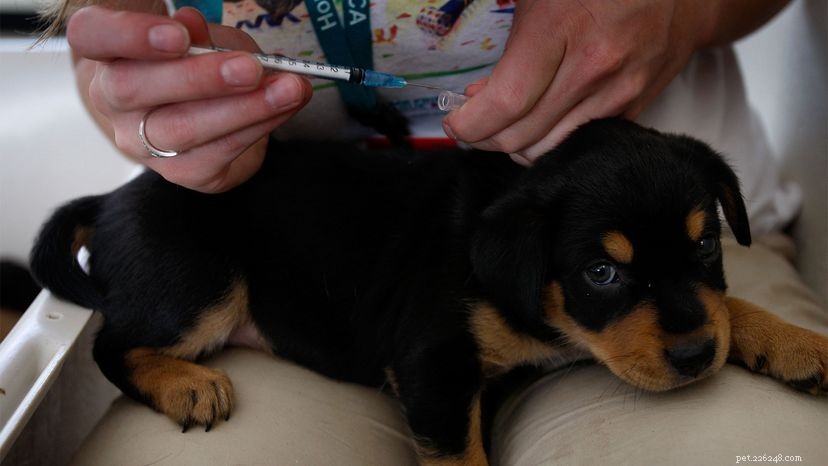 För många bilder? Inside the Dog Vaccination Controversy