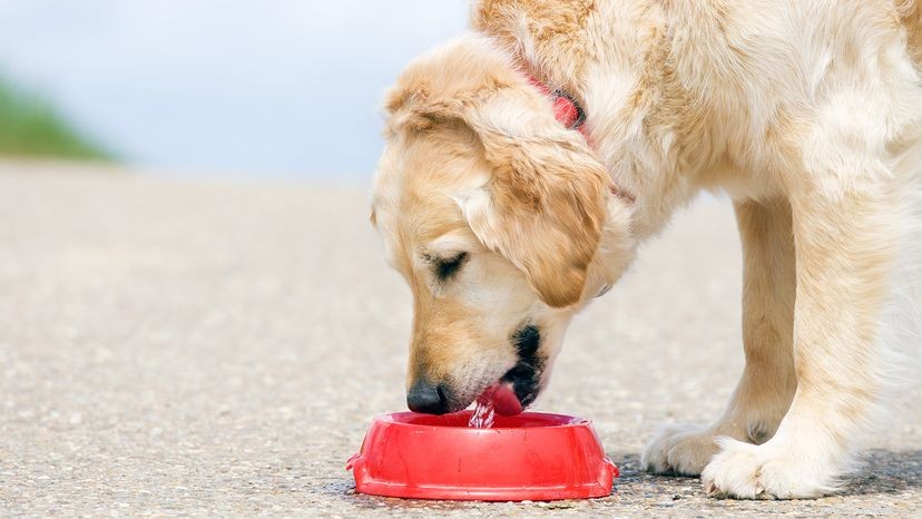 Hundskålar är häckningsplatser för bakterier