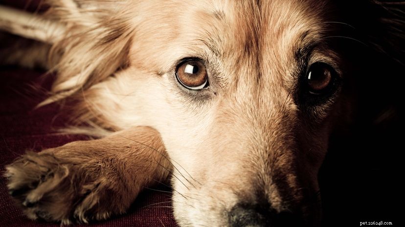Ваша собака действительно хочет помочь, когда вы расстроены