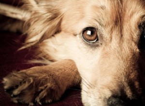Votre chien veut vraiment vous aider quand vous êtes contrarié