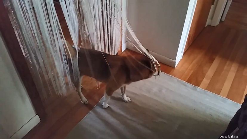 Dog Trancing:devi vedere questo video