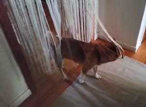 Trancing de chien :vous allez avoir besoin de voir cette vidéo