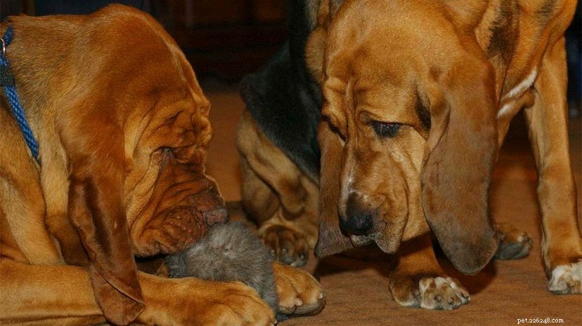 Waarom hebben geurhonden lange slappe oren?