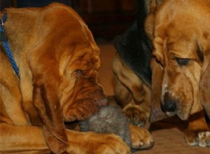 Pourquoi les chiens odorants ont-ils de longues oreilles souples ?