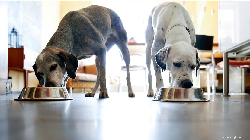 O que devemos alimentar nossos cães?