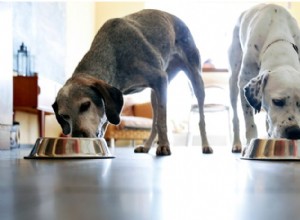 O que devemos alimentar nossos cães?