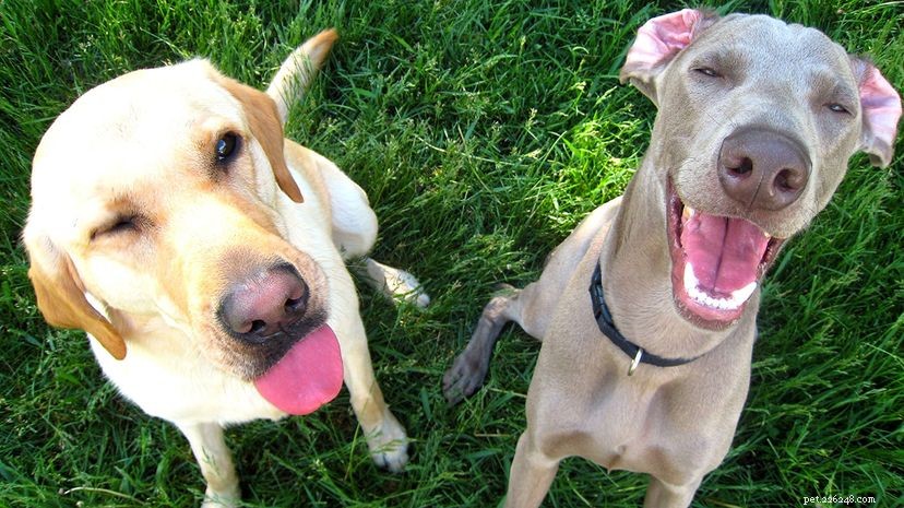Cães fazem caretas mais expressivas quando humanos observam