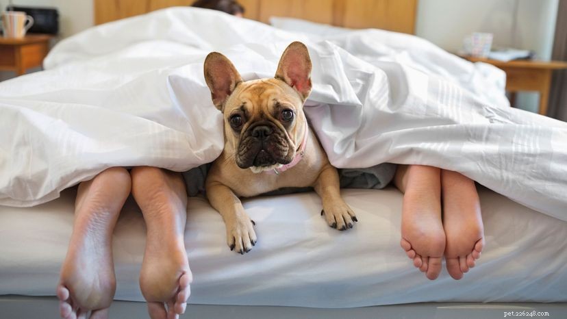 Люди спят спокойнее, если в спальне их собаки... За одним исключением