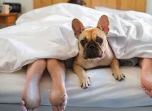 Människor sover bättre med sina hundar i sovrummet ... Med ett undantag