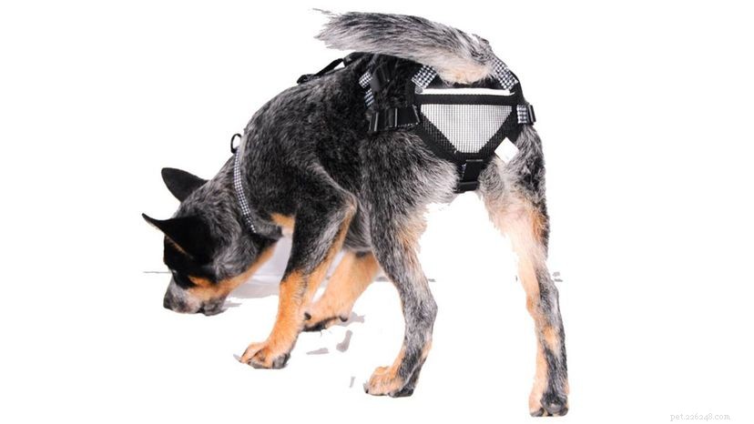 Kyskhetsbälten för hundar:det ovanliga alternativet till kastrering och kastrering