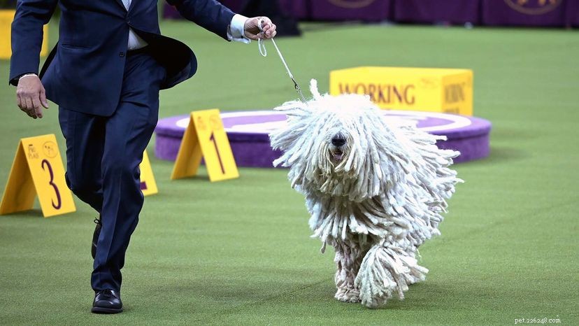 Westminster Dog Show bestaat 145 jaar, maar 2021 zal anders zijn