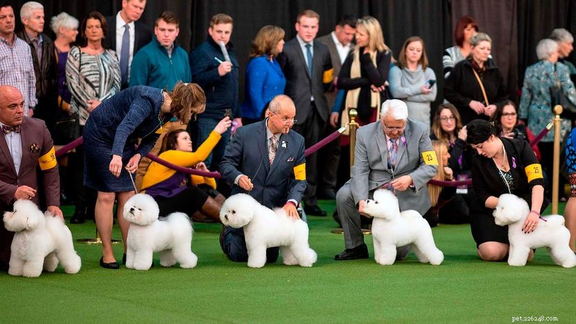 L exposition canine de Westminster célèbre ses 145 ans, mais 2021 sera différent