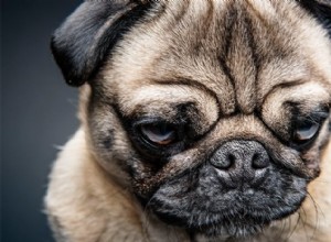 낯선 사람들이 Grumpy Dogs에게 새로운 트릭을 더 잘 가르친다는 연구 결과가 나왔습니다.